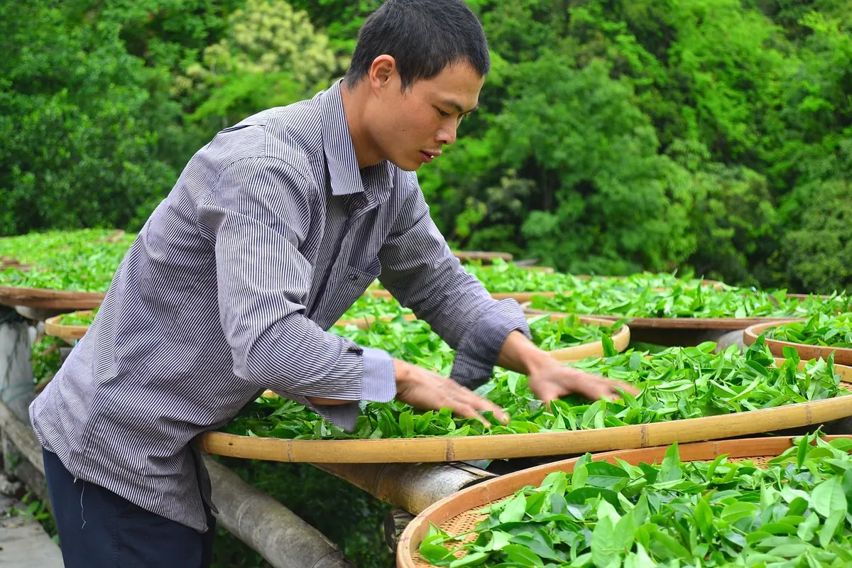 7 Tea Industry Trends Shaping Sourcing, Sustainability, and Prices in 2026